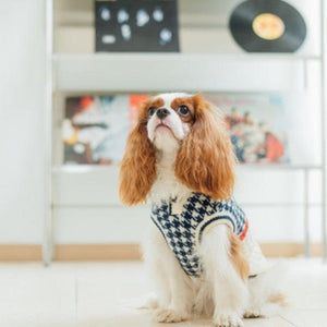 Oxford Style Dog Sweater