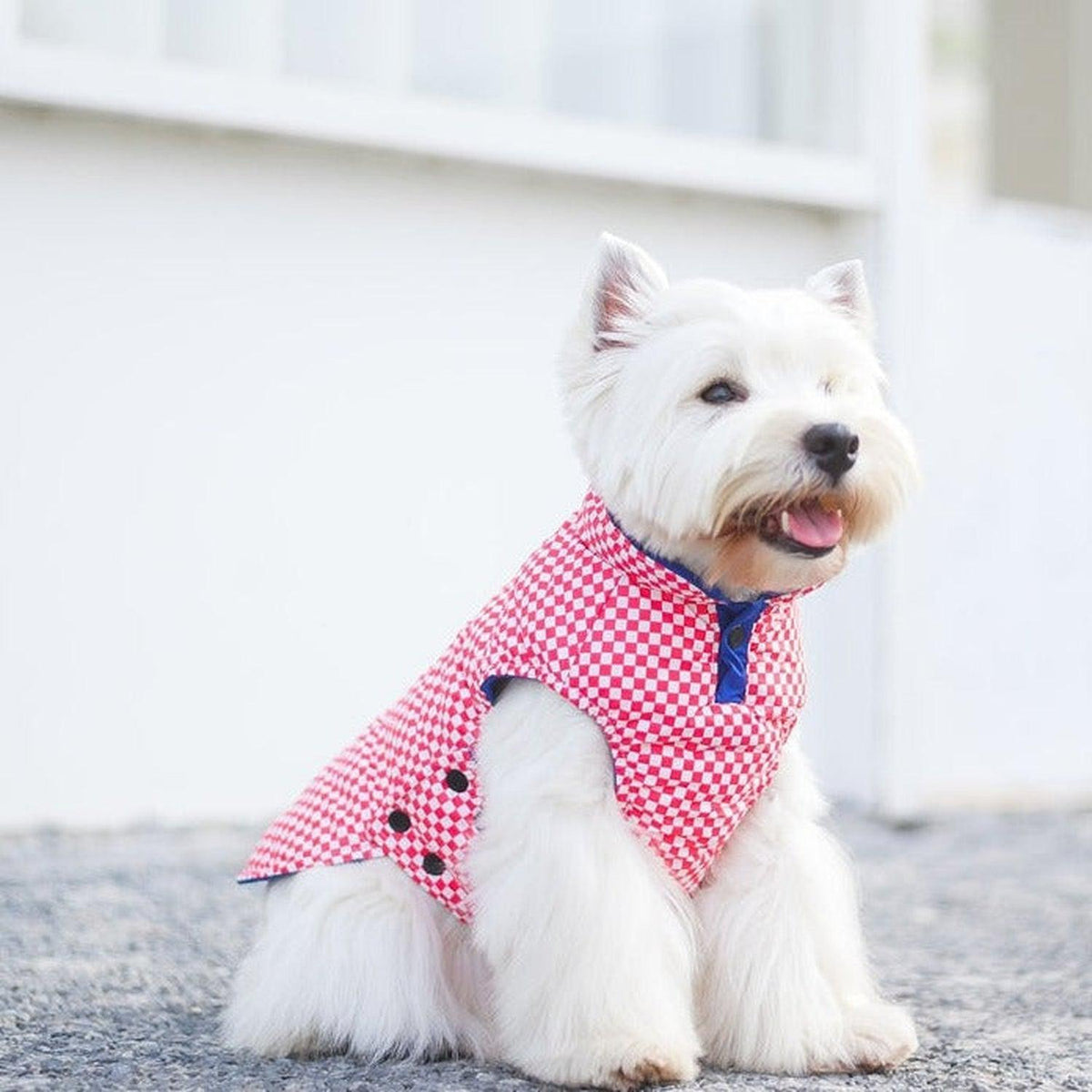 Porsche Reversible Dog Jacket