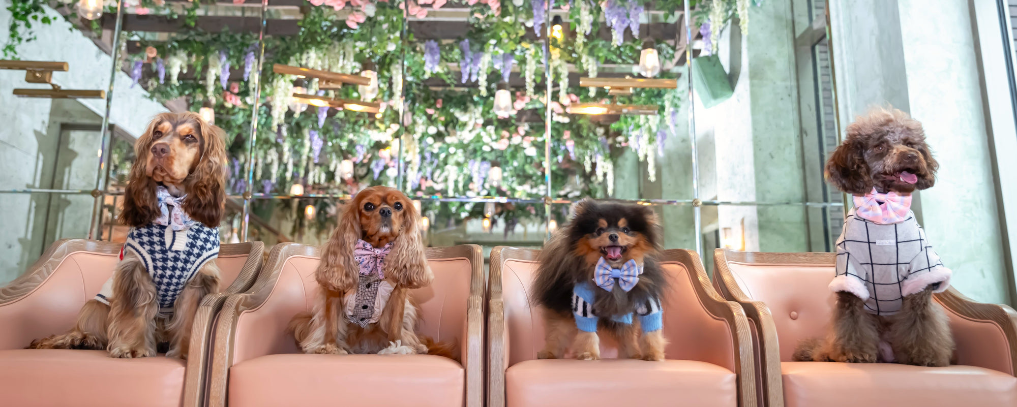 Premium Dog Clothes & Accessories