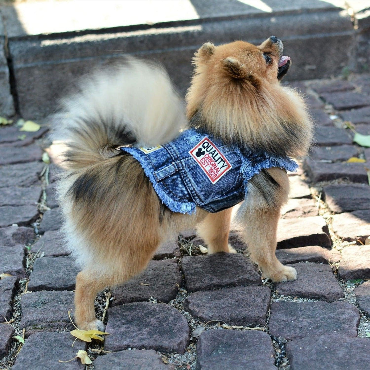 RocknRolla Vintage Denim Dog Jacket