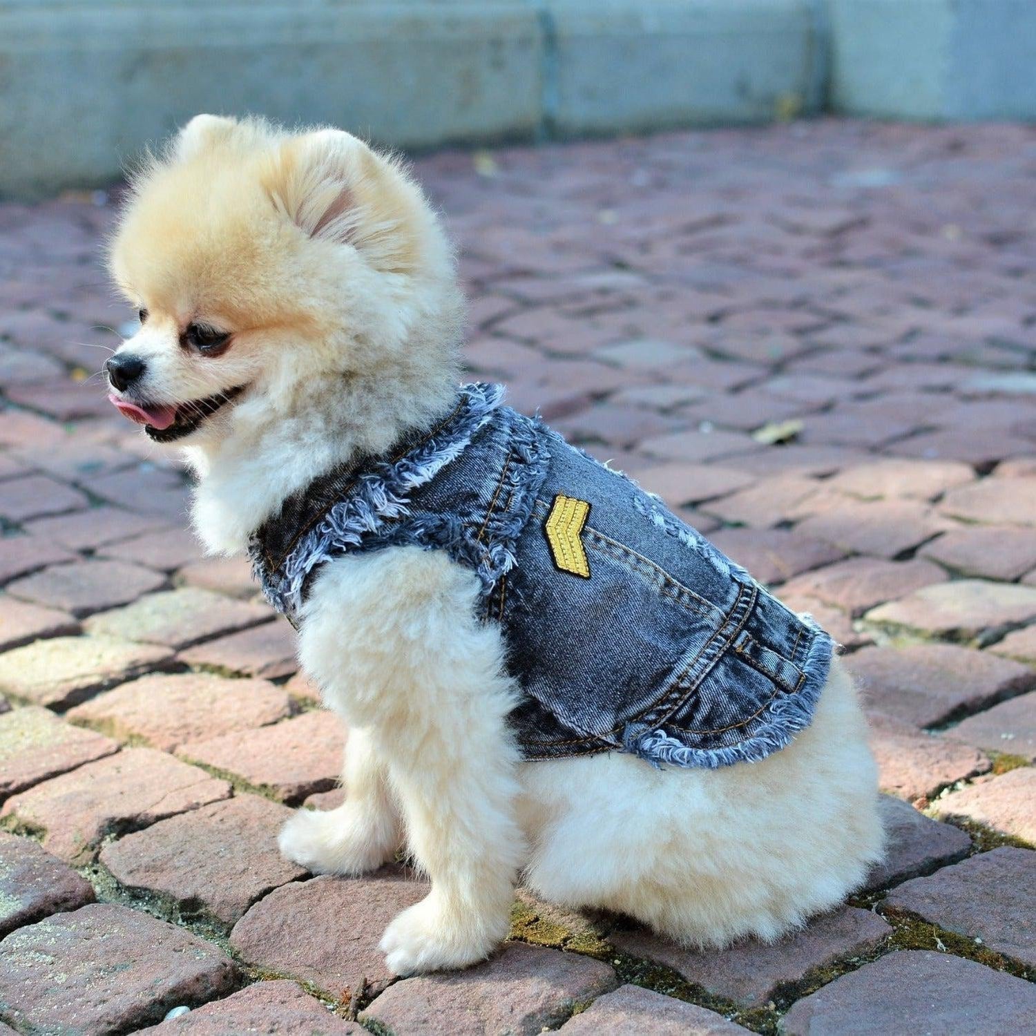 RocknRolla Vintage Denim Dog Jacket