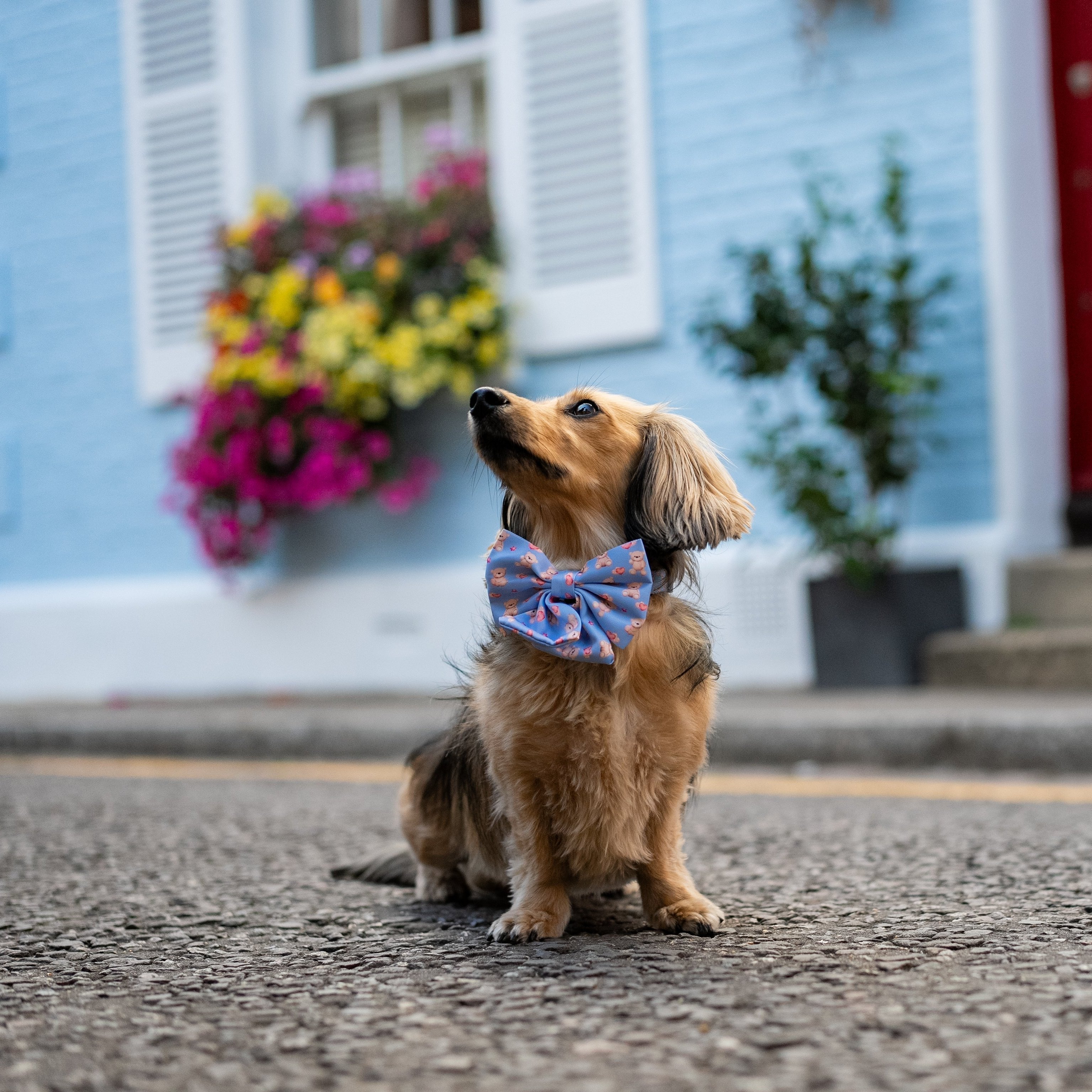 Sailor Dog Bow Tie Everybody Needs A Teddy Bear