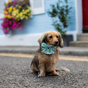 Sailor Dog Bow Tie Take Me To Dreamland