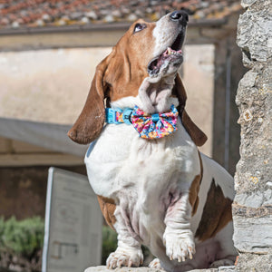 Sailor Dog Bow Tie Where Flowers Bloom
