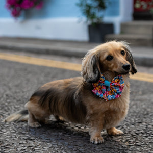 Sailor Dog Bow Tie Where Flowers Bloom