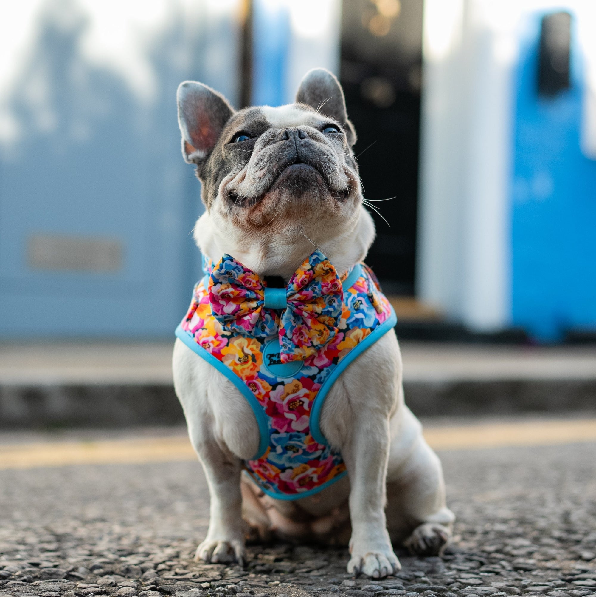 Sailor Dog Bow Tie Where Flowers Bloom