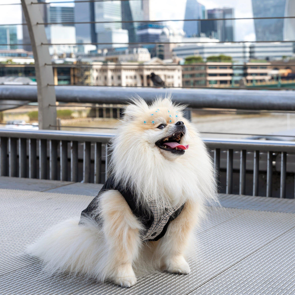 Smart Look Padded Dog Coat
