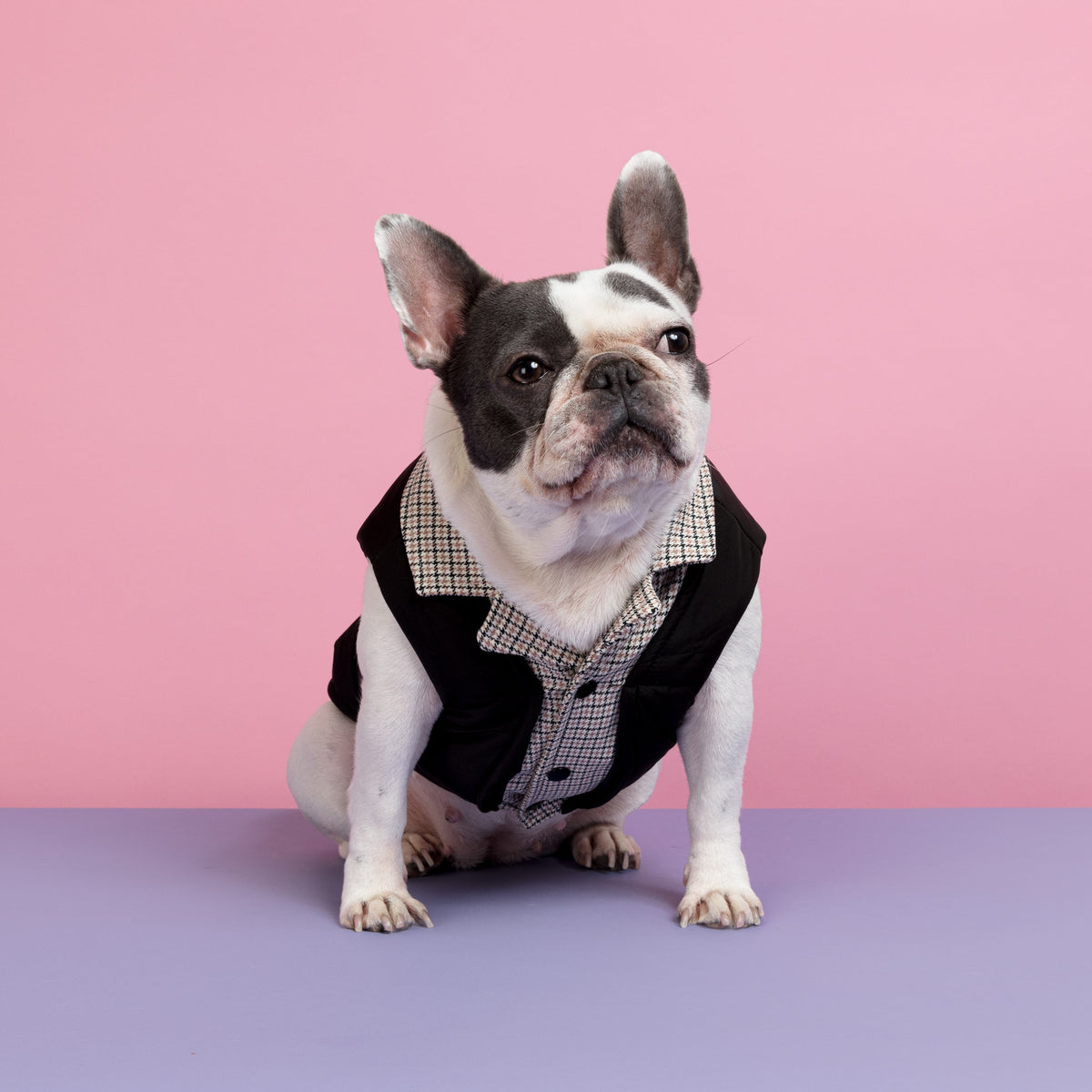 Smart Look Padded Dog Coat