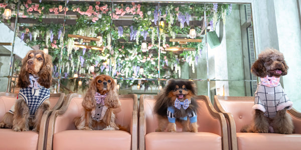 Stylish Dog Clothes & Accessories