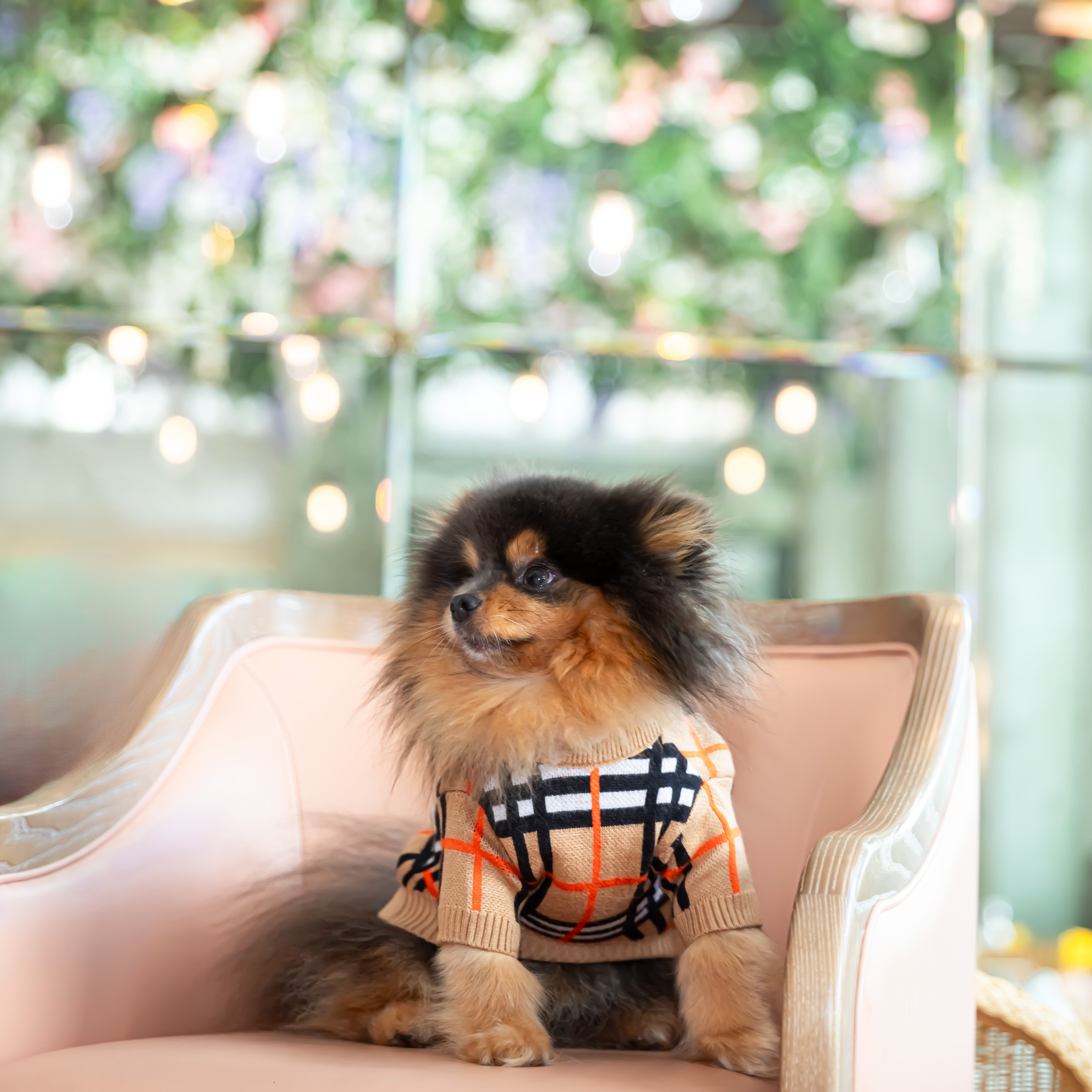 The Cricket Knit Dog Sweater