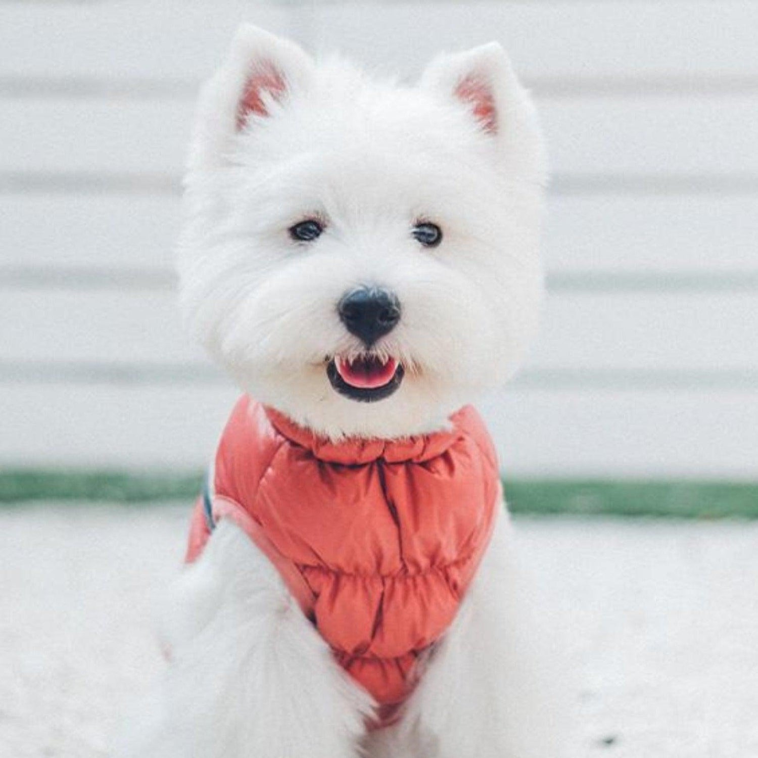 Ultra Light Down Puffer Dog Jacket Vest