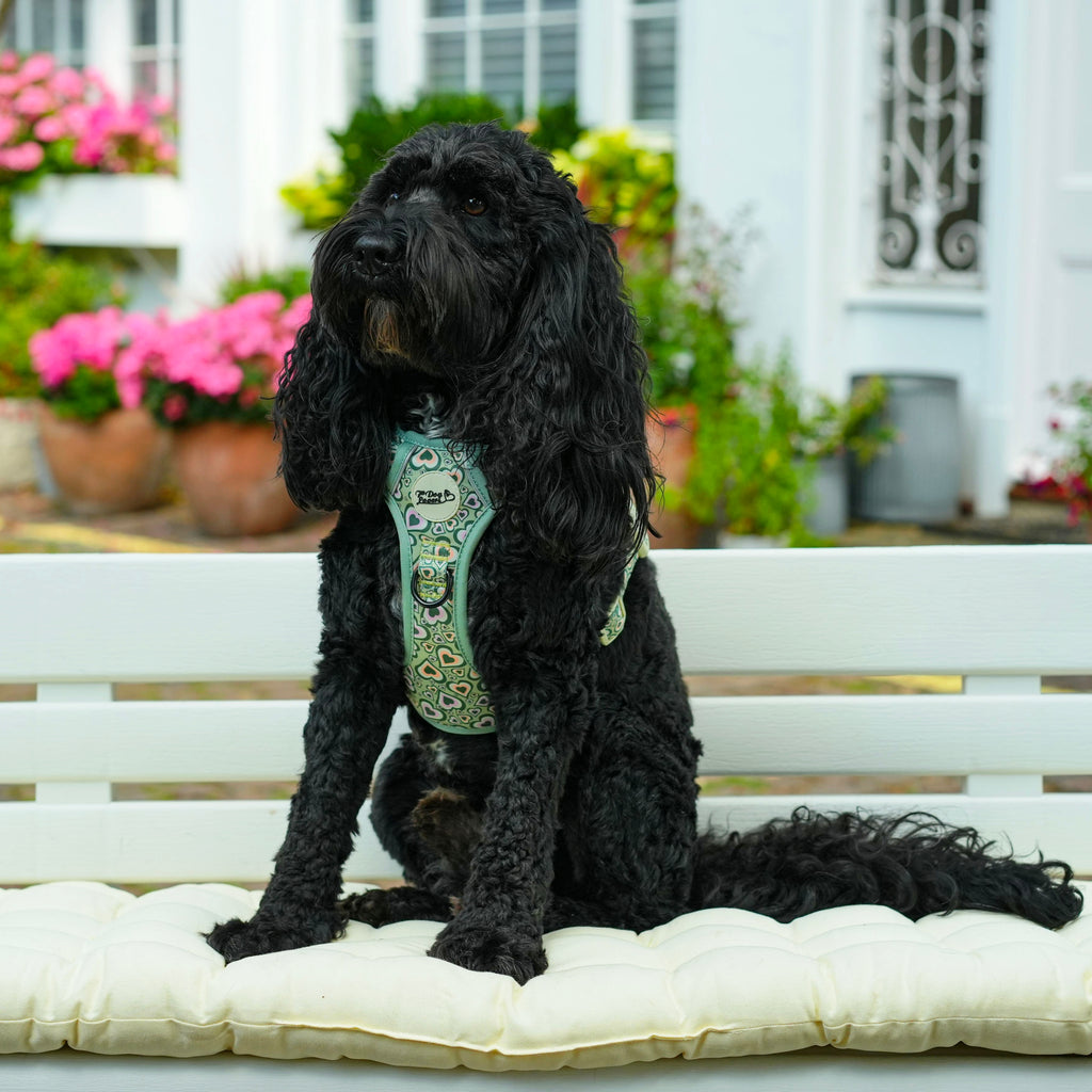 Urban Rover™ Dog Harness - Heartbreaker