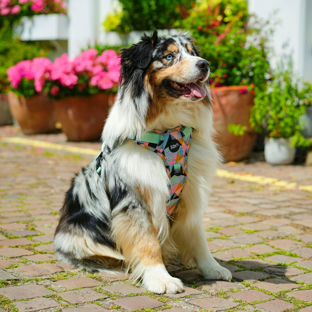 Urban Rover™ Dog Harness - Mykonos Limited Edition