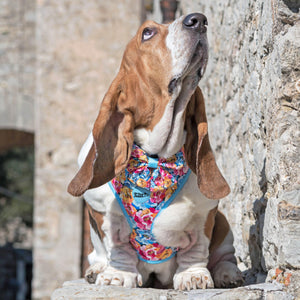 Where Flowers Bloom Dog Walking Five Piece Set