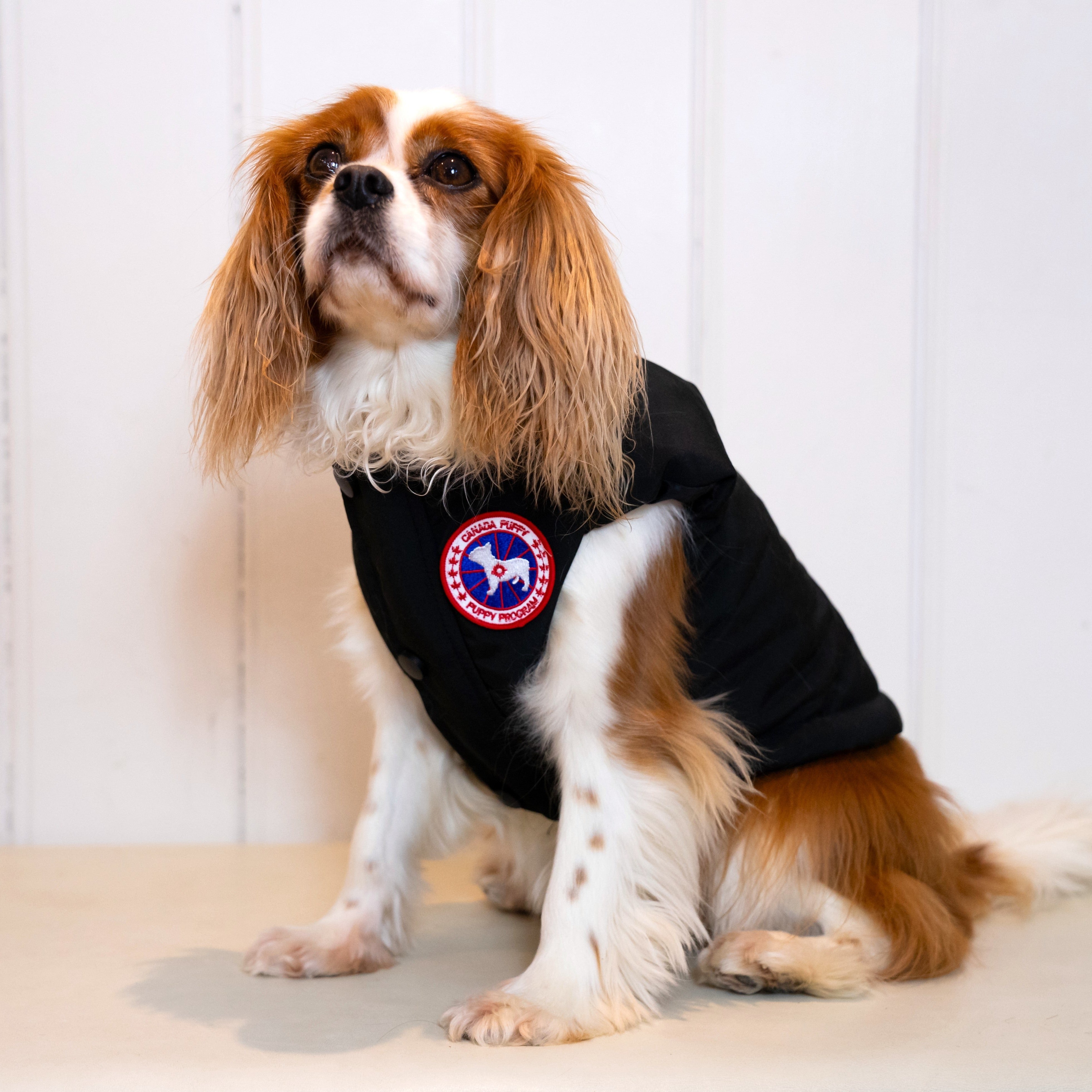 Windbreaker Gilet Dog Jacket