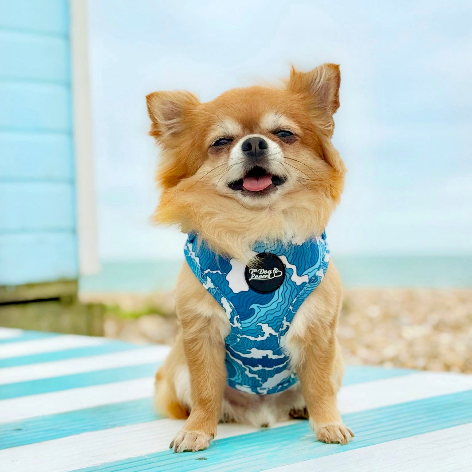 Adjustable Dog Harness - Ocean Adventures