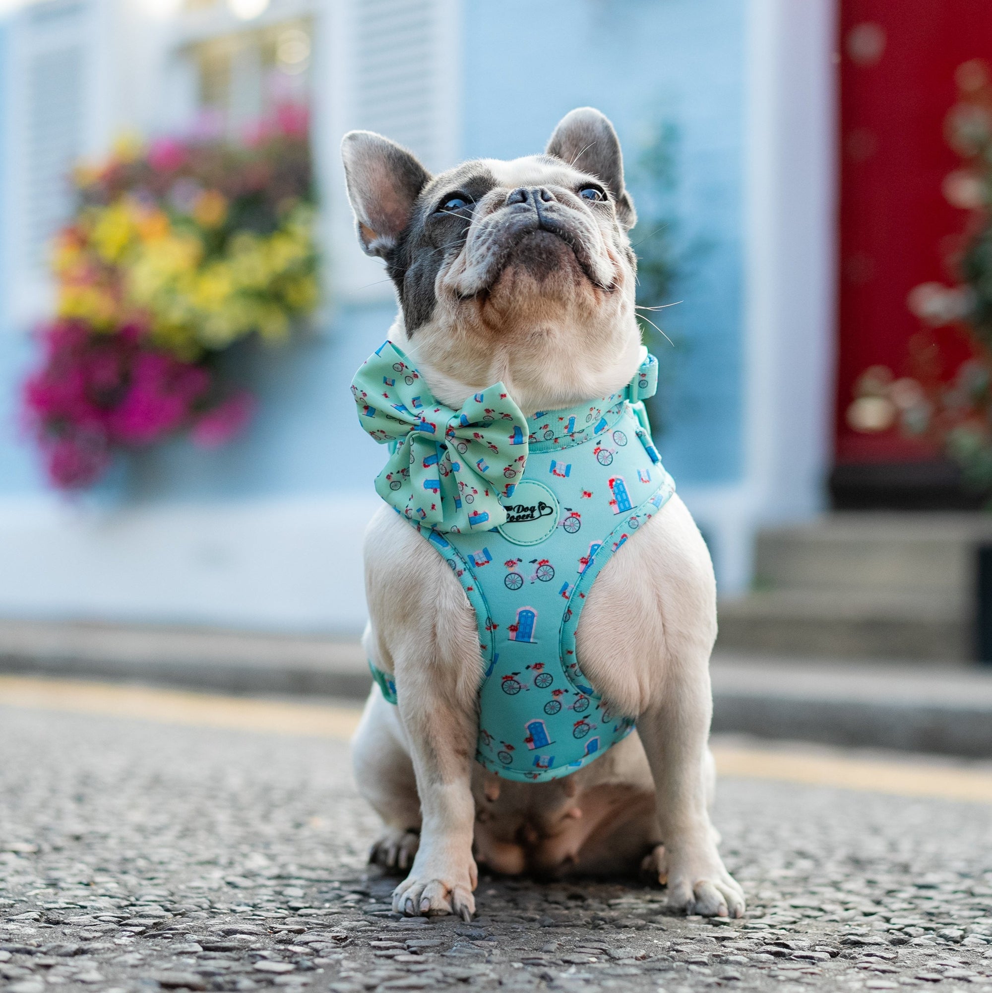 Adjustable Dog Harness Take Me To Dreamland