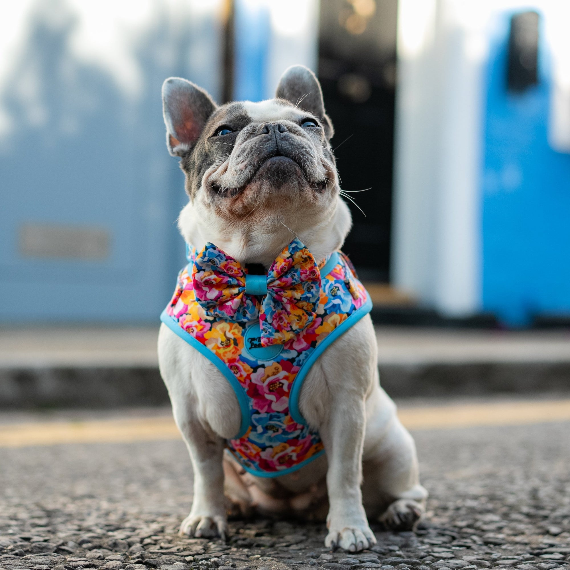 Adjustable Dog Harness Where Flowers Bloom