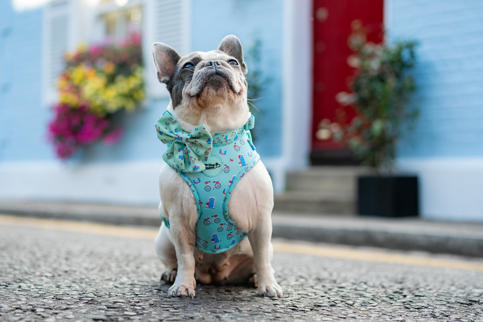 Sailor Dog Bow Tie Take Me To Dreamland