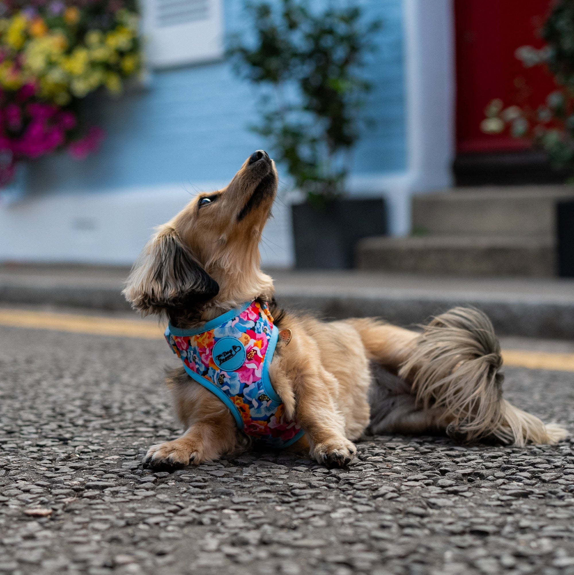 Adjustable Dog Harness Where Flowers Bloom