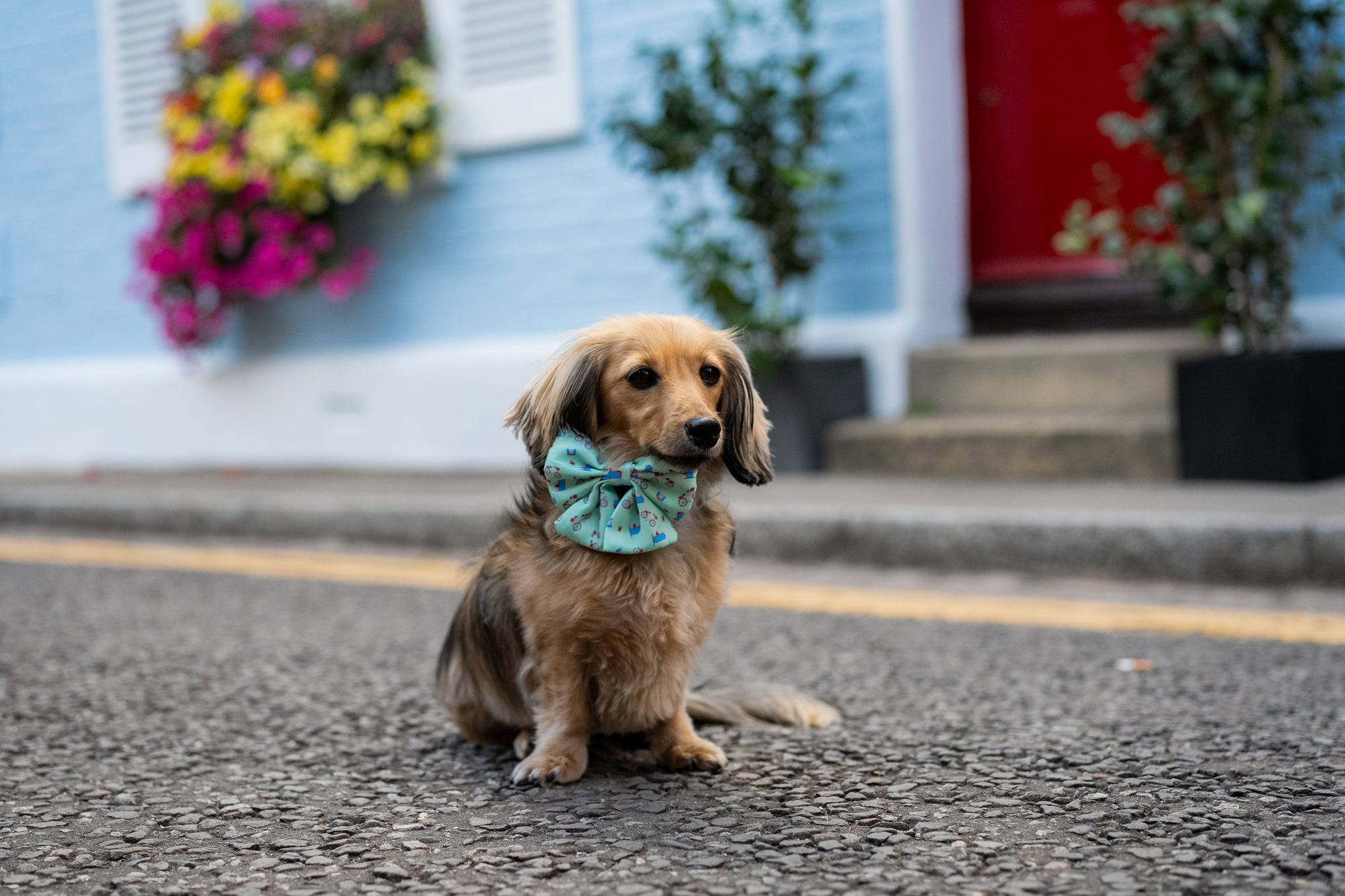 Sailor Dog Bow Tie Take Me To Dreamland