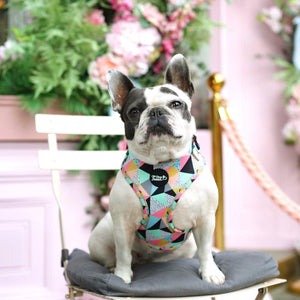 Adjustable Dog Harness - Mykonos