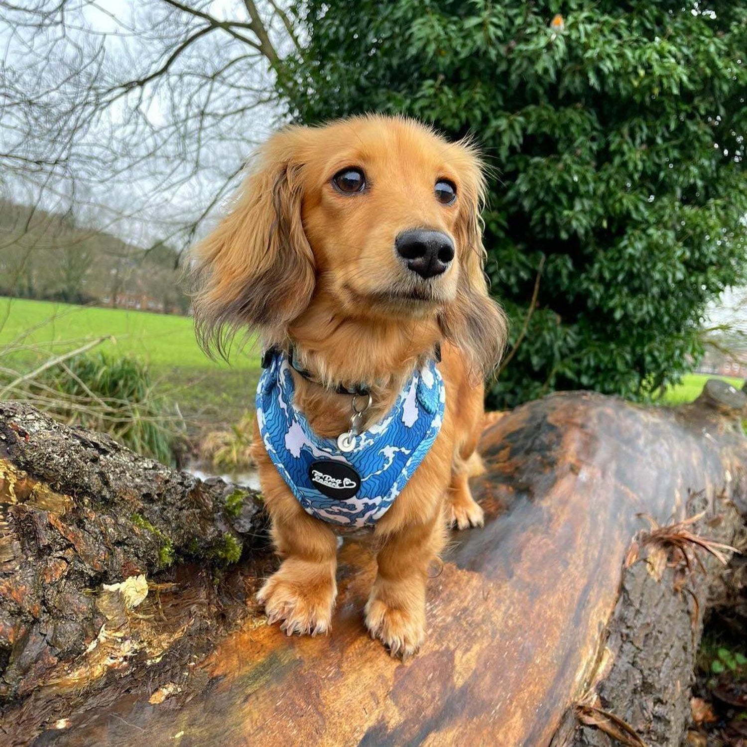 Adjustable Dog Harness - Ocean Adventures