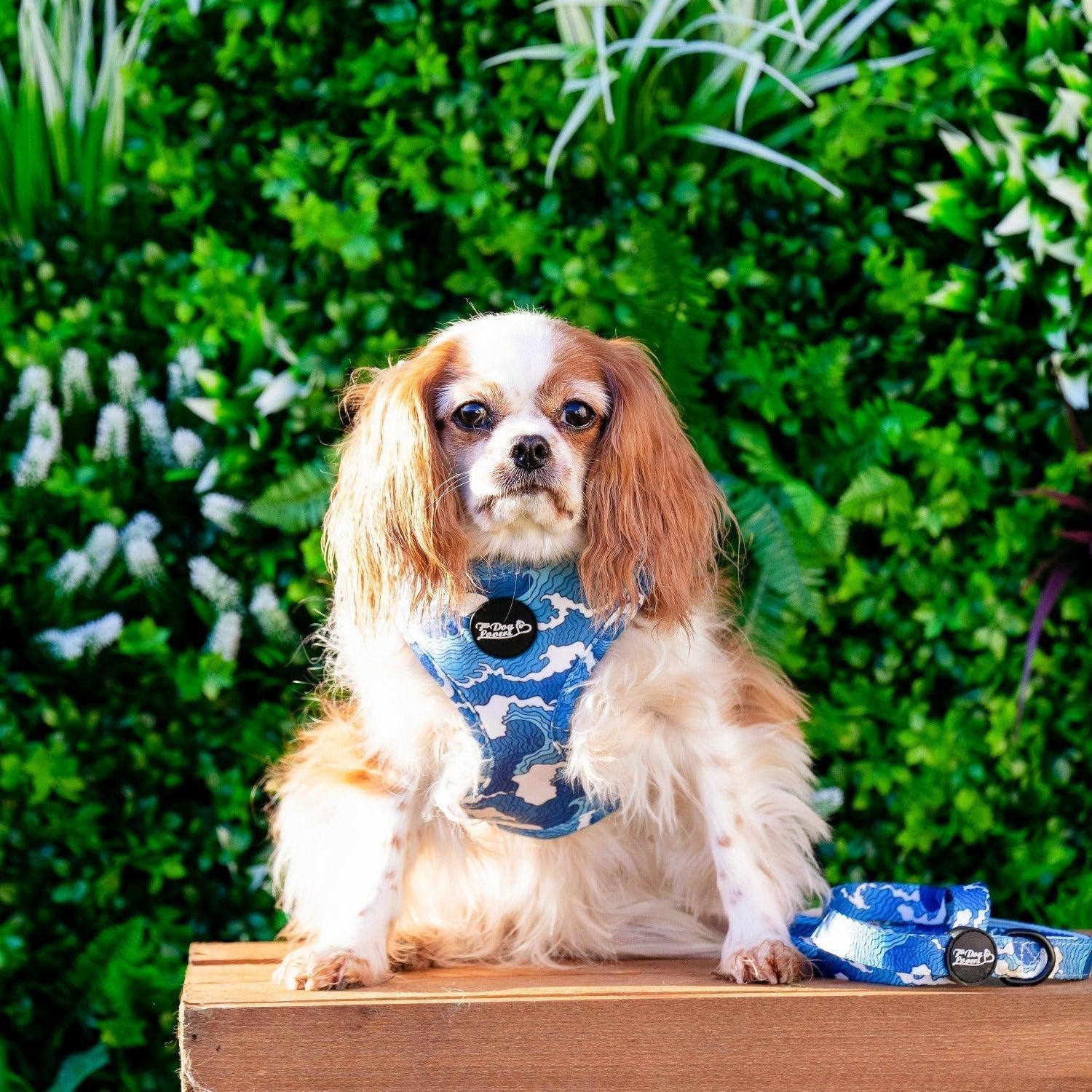 Adjustable Dog Harness - Ocean Adventures