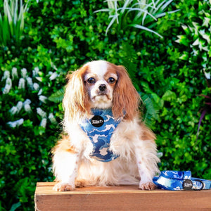 Adjustable Dog Harness - Ocean Adventures