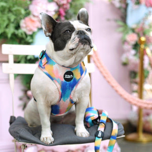 Adjustable Dog Harness - The Artist