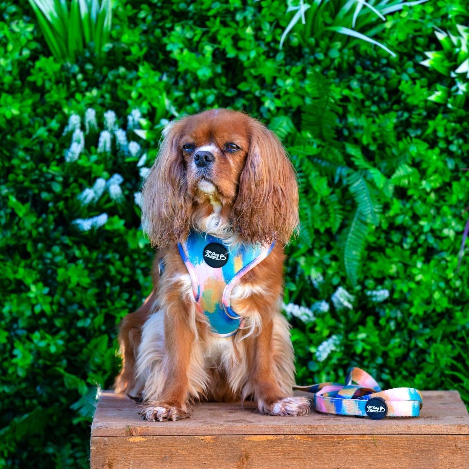 Adjustable Dog Harness - The Artist