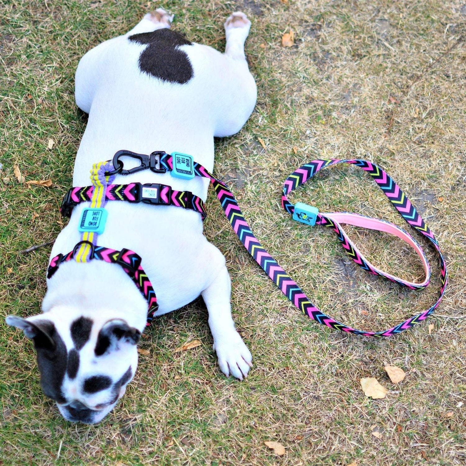 Adjustable Dog Strap Harness - Neon