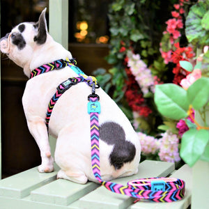 Adjustable Dog Strap Harness - Neon