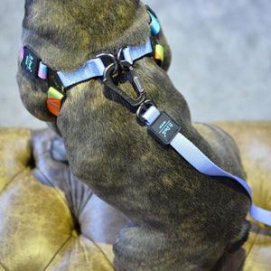 Adjustable Strap Dog Harness - Sky Blue