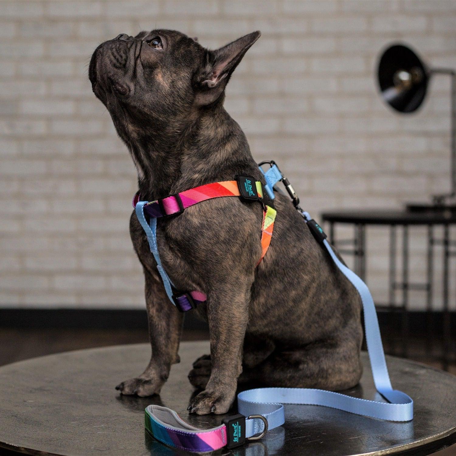 Adjustable Strap Dog Harness - Sky Blue