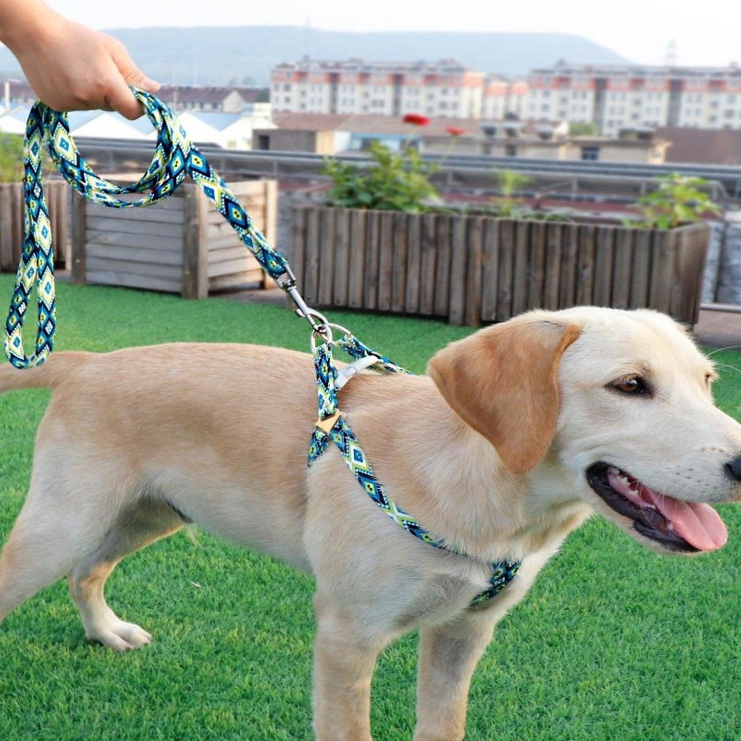 Boho Adjustable Dog Harness & Leash Set