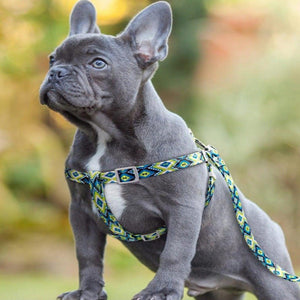 Boho Adjustable Dog Harness & Leash Set