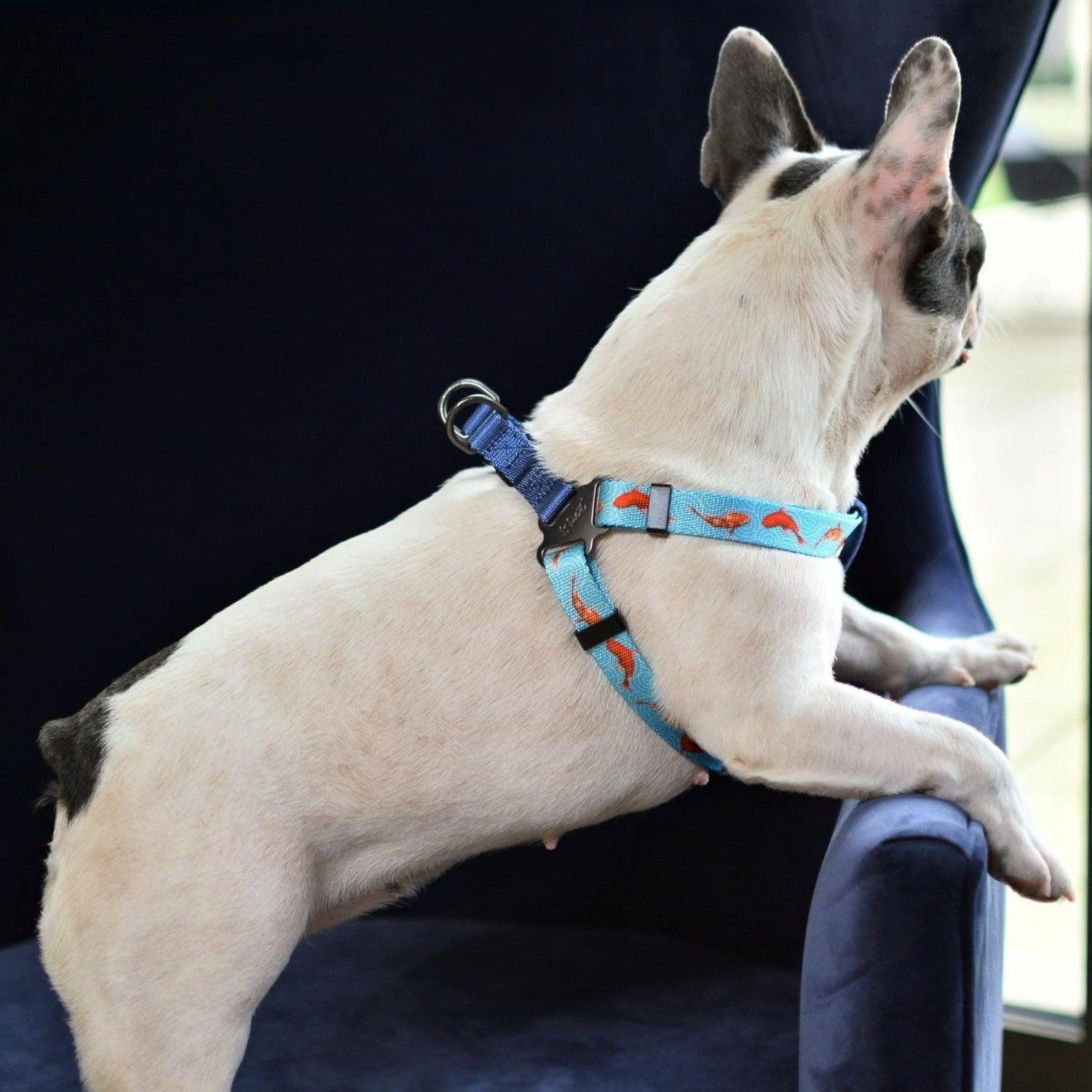 Bond For Love Dog Strap Harness - Fishes