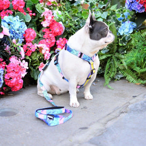 Bond For Love Dog Strap Harness - Meteor