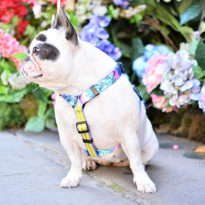 Bond For Love Dog Strap Harness - Meteor