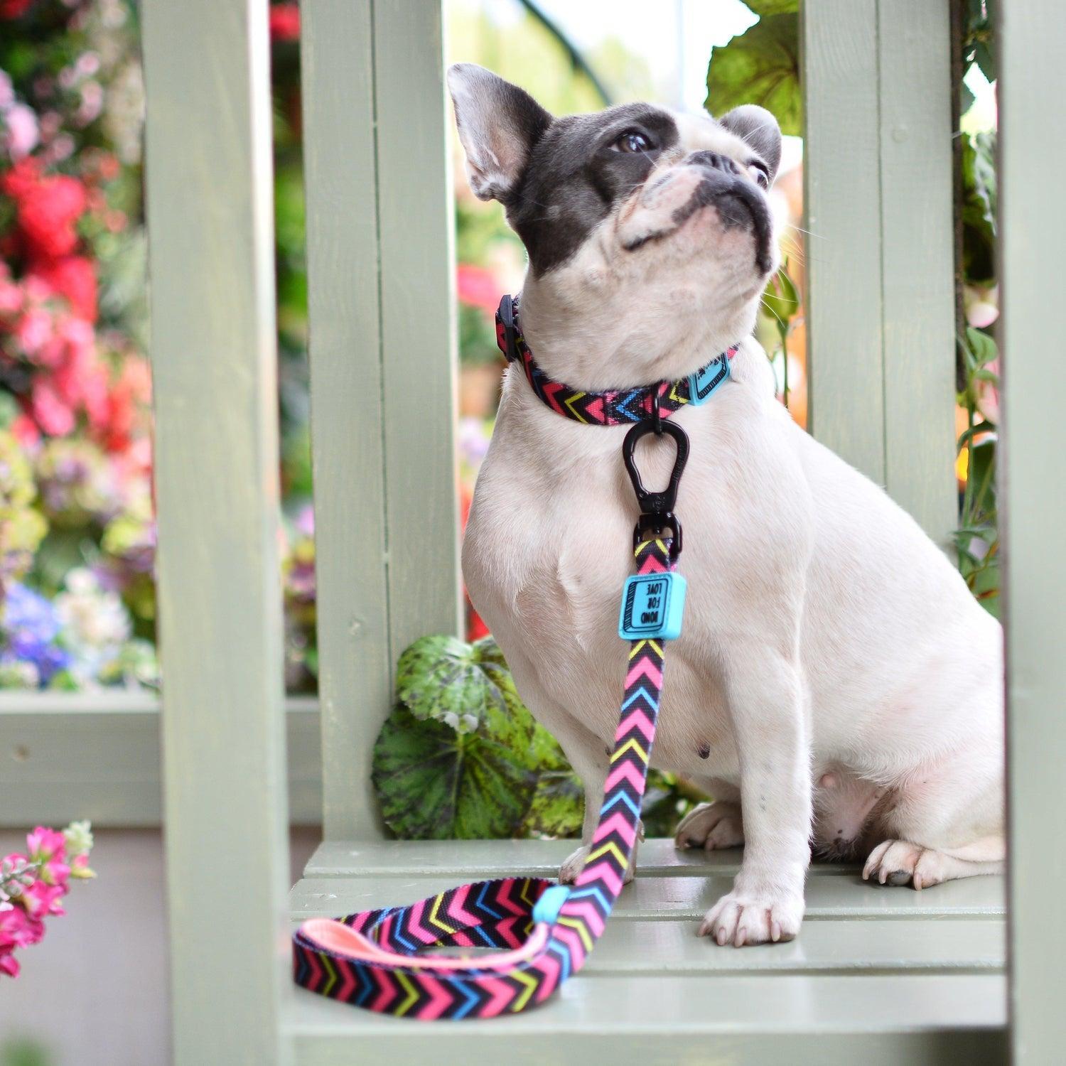 Bond For Love Lightweight Dog Collar - Neon