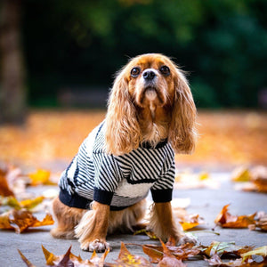 Coco Designer Jumper Dog Sweater