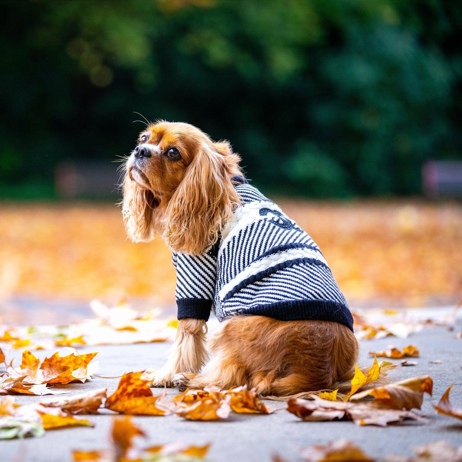 Coco Designer Jumper Dog Sweater