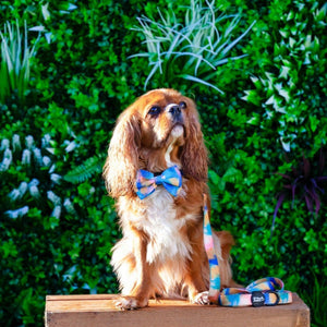 Dog Bow Tie - The Artist