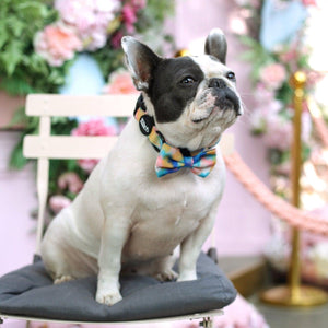 Dog Bow Tie - The Artist