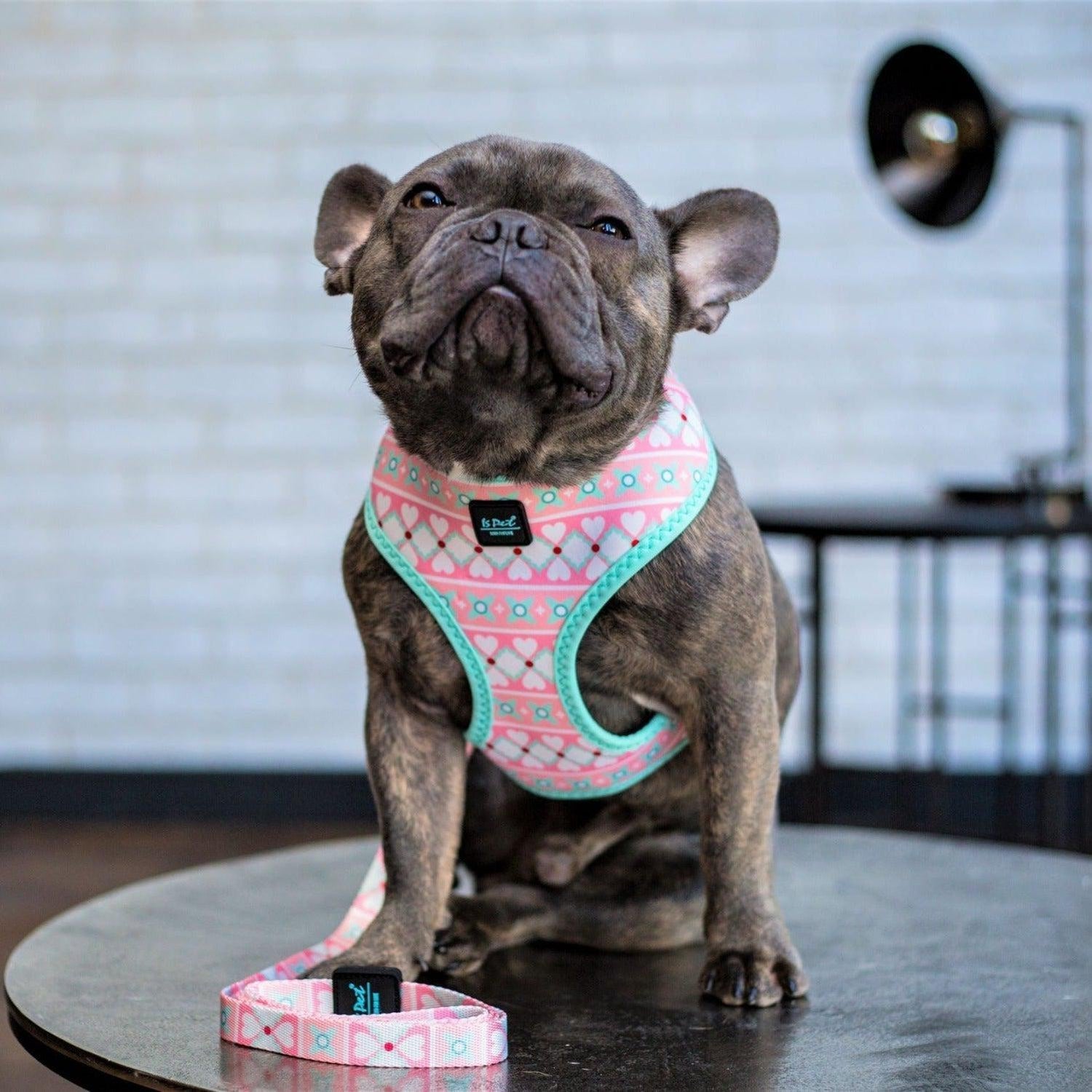 Reversible Harness Bond And Company Dog Harness Bond Co Dog Bond