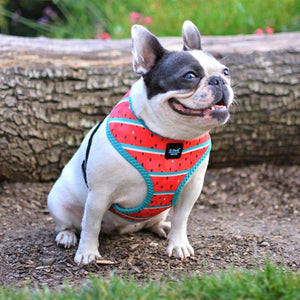 Dog Harness - Watermelon