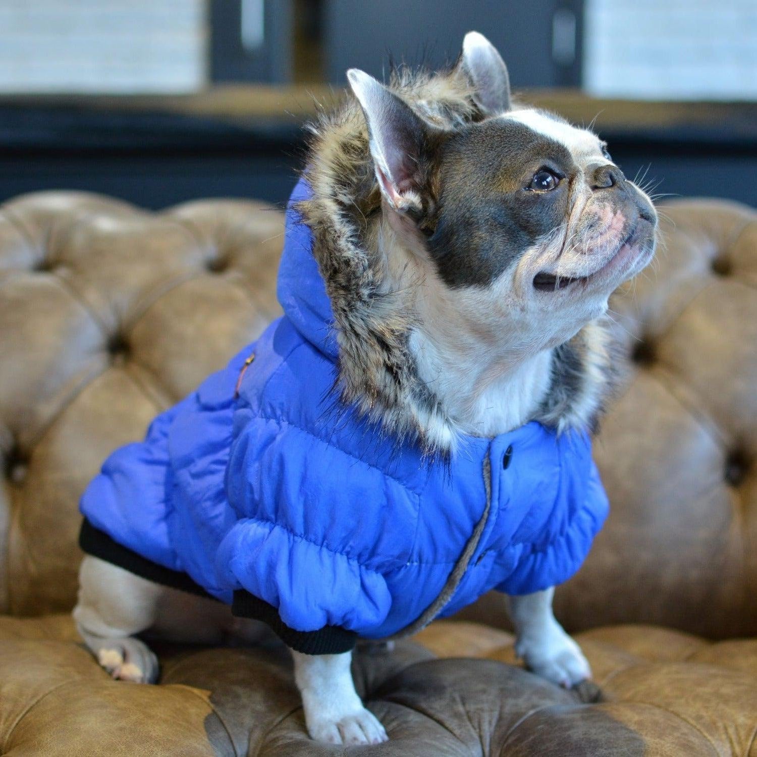 Fur Hoodie Dog Coat