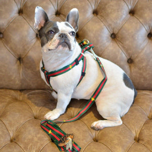 Honey Bunny Dog Harness and Leash Set