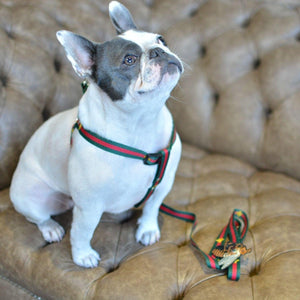Honey Bunny Dog Harness and Leash Set